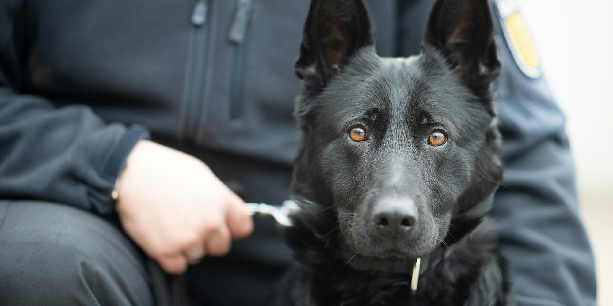 Handyspuerhund_Emily_68476716