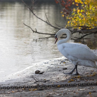 sues Schwan zurück 2 Foto Wolfhard Scherping