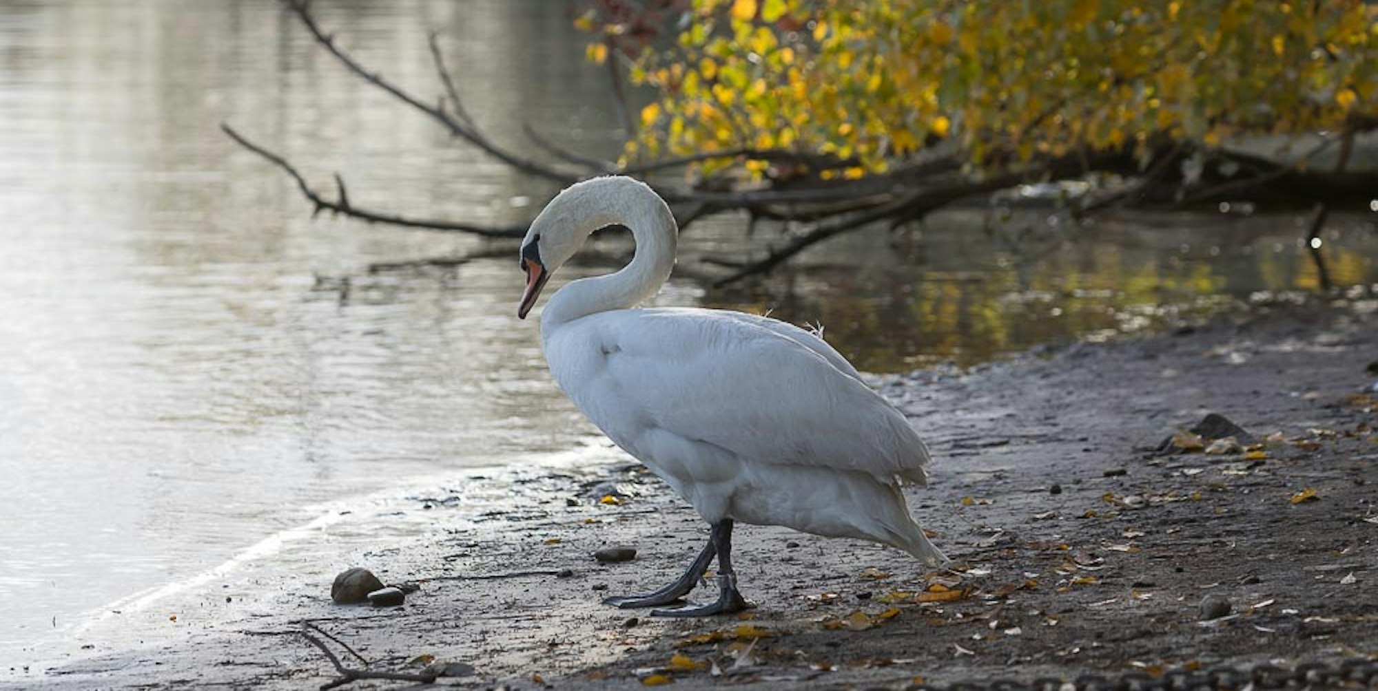 sues Schwan zurück 2 Foto Wolfhard Scherping