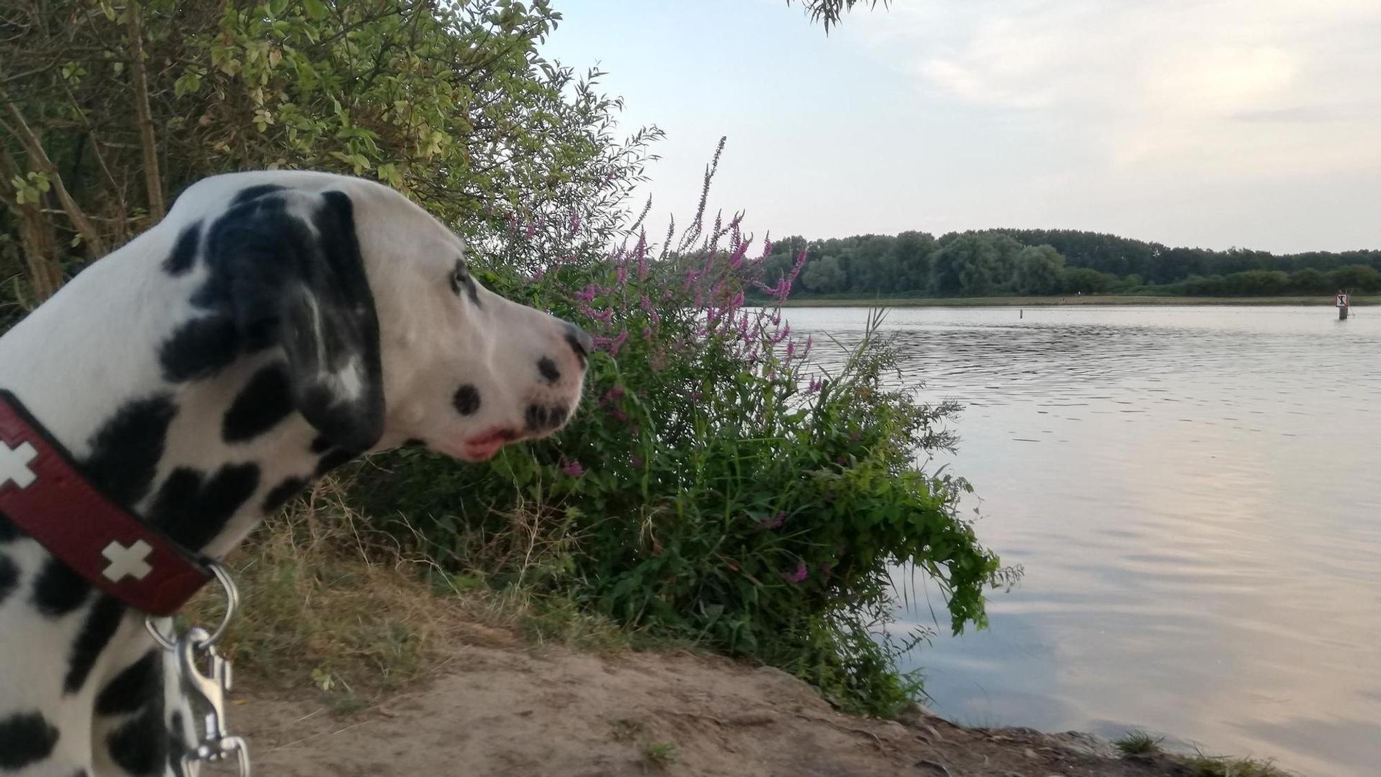 In Hamburg kann man mit dem Hund zum Beispiel an den Eichbaumsee fahren.