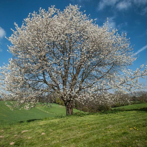 Kirschbaum-LE-leverkusen22042021ALF_0594