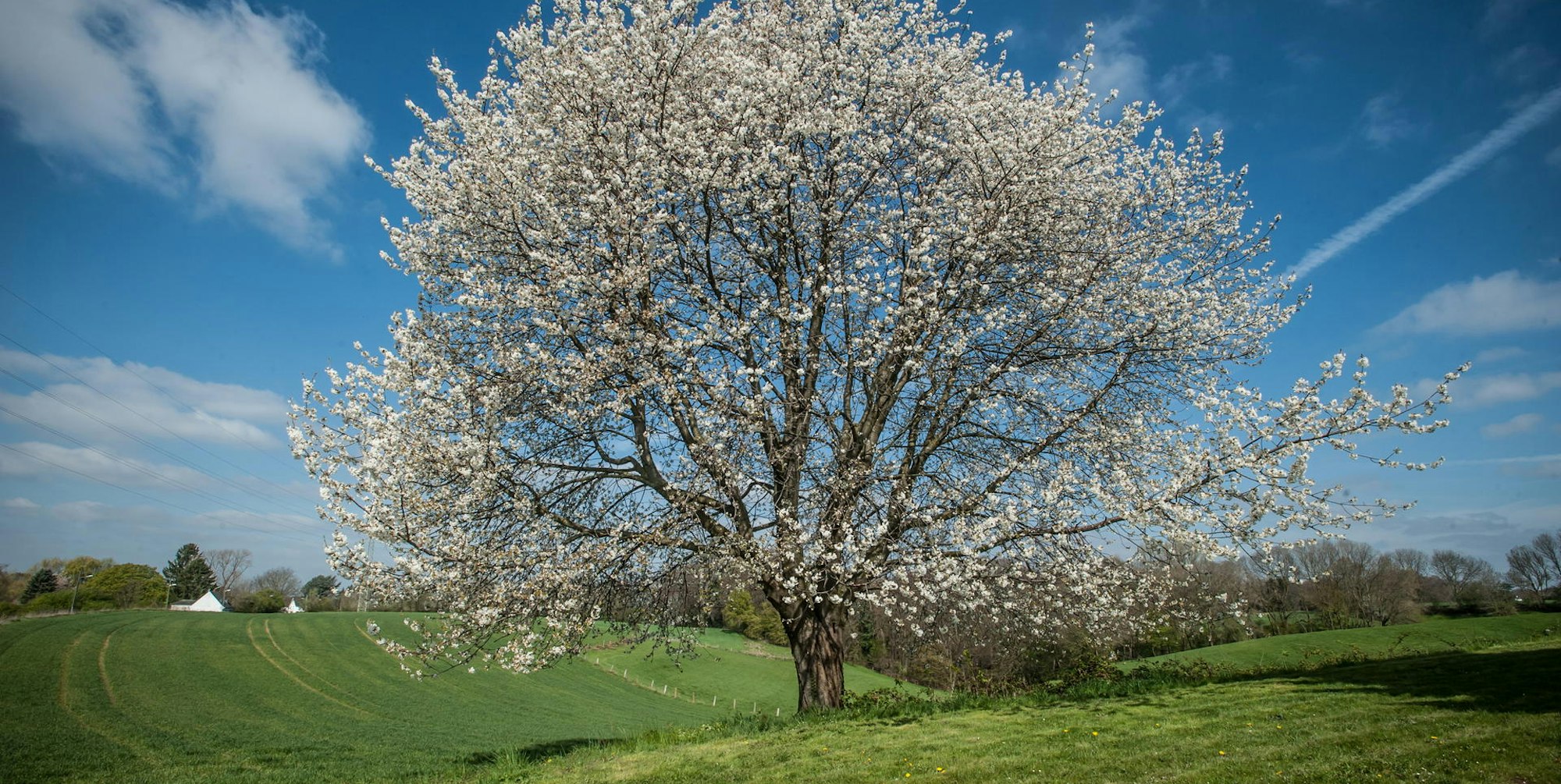 Kirschbaum-LE-leverkusen22042021ALF_0594