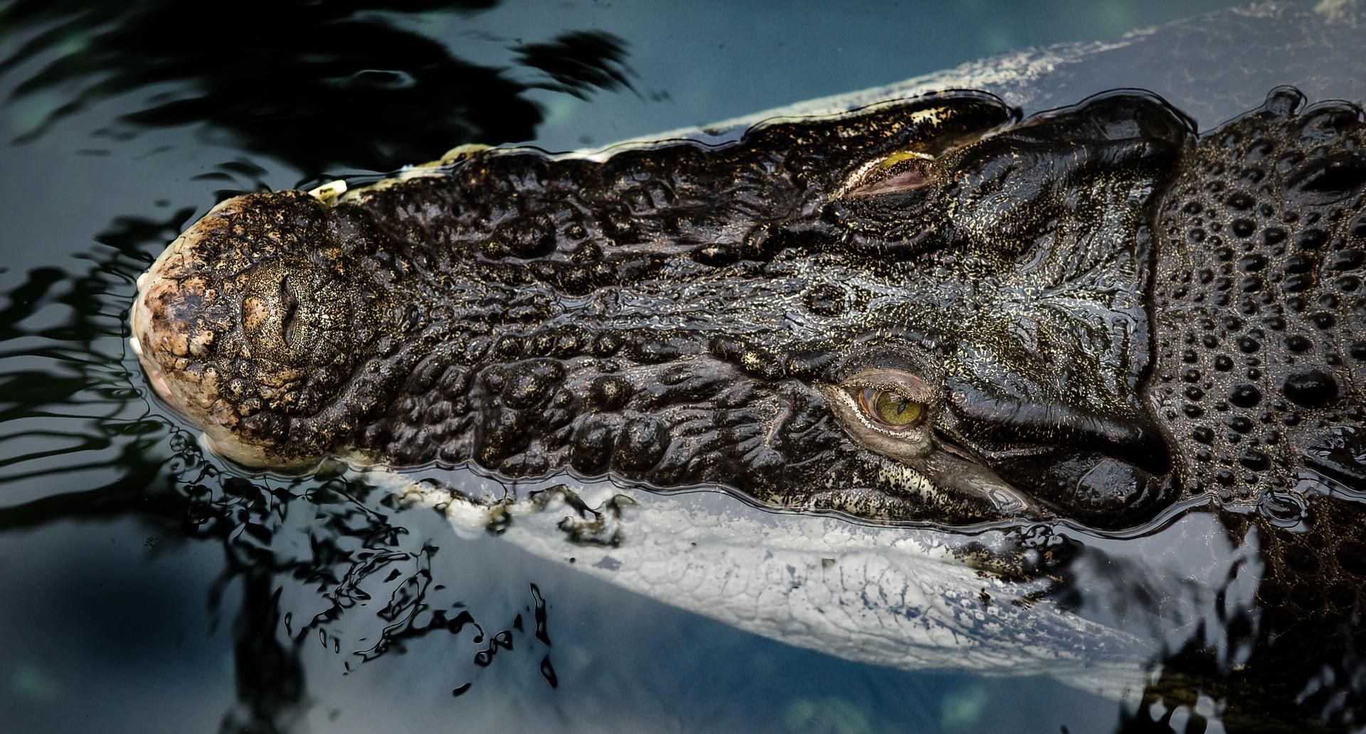 Krokodil