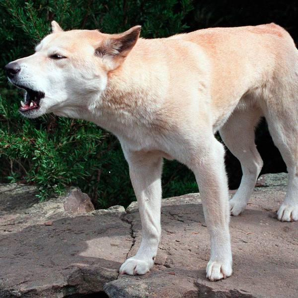 Australischer Dingo