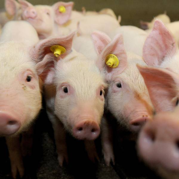 Schweine