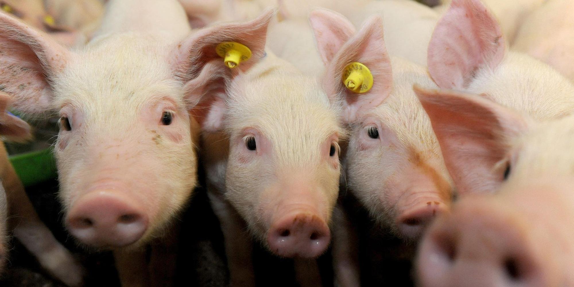 Schweine