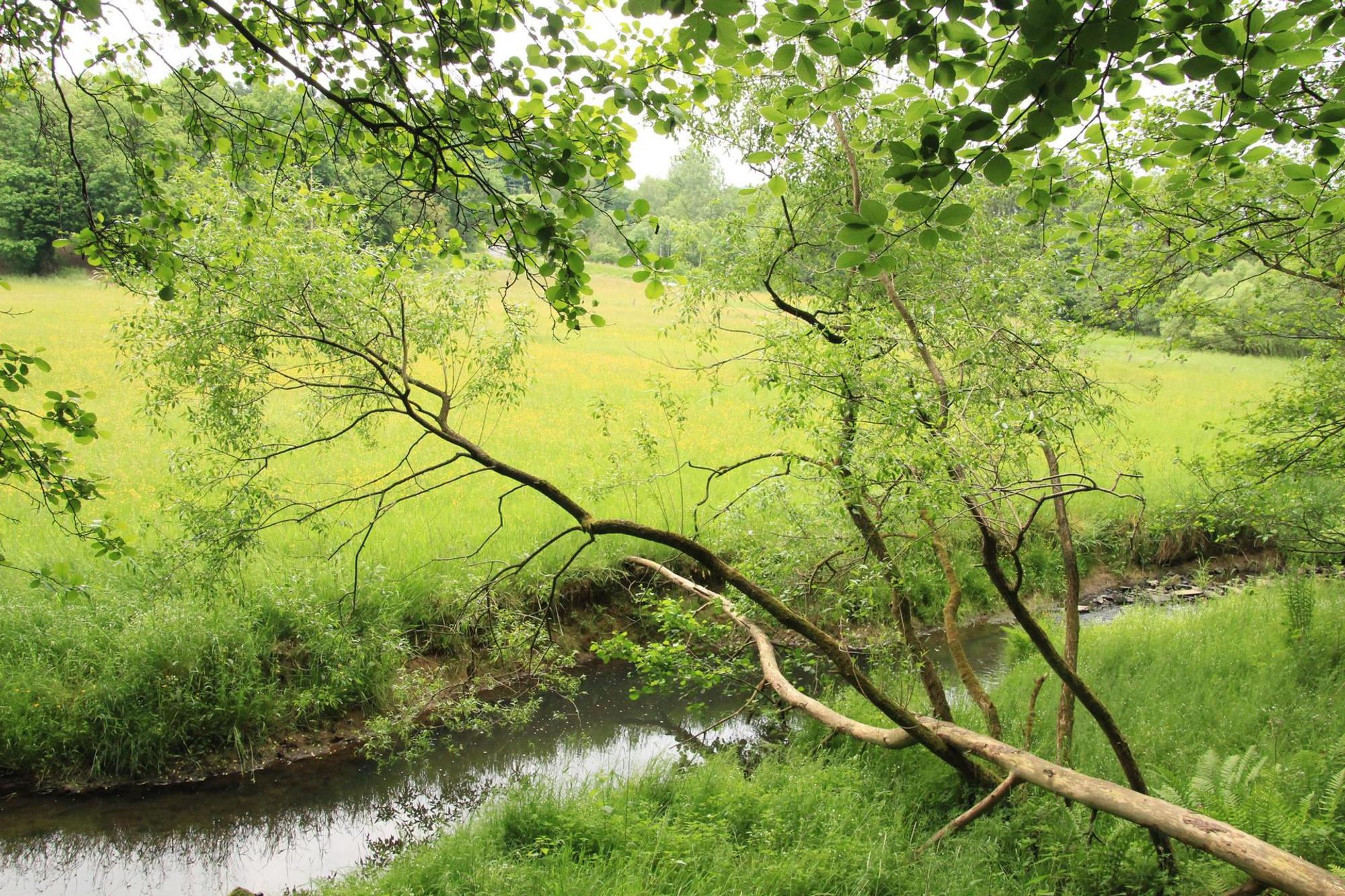Hanfbachtal