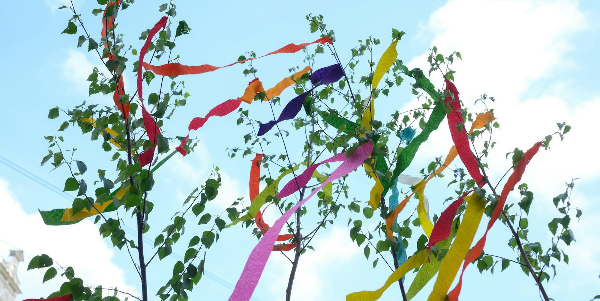 cob_20220427_Maibaum_4