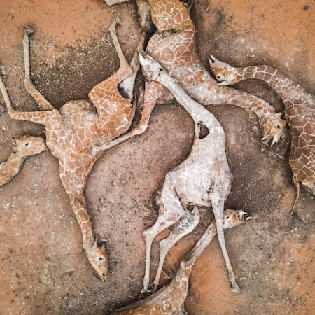 Giraffen Kenia GETTY 151221