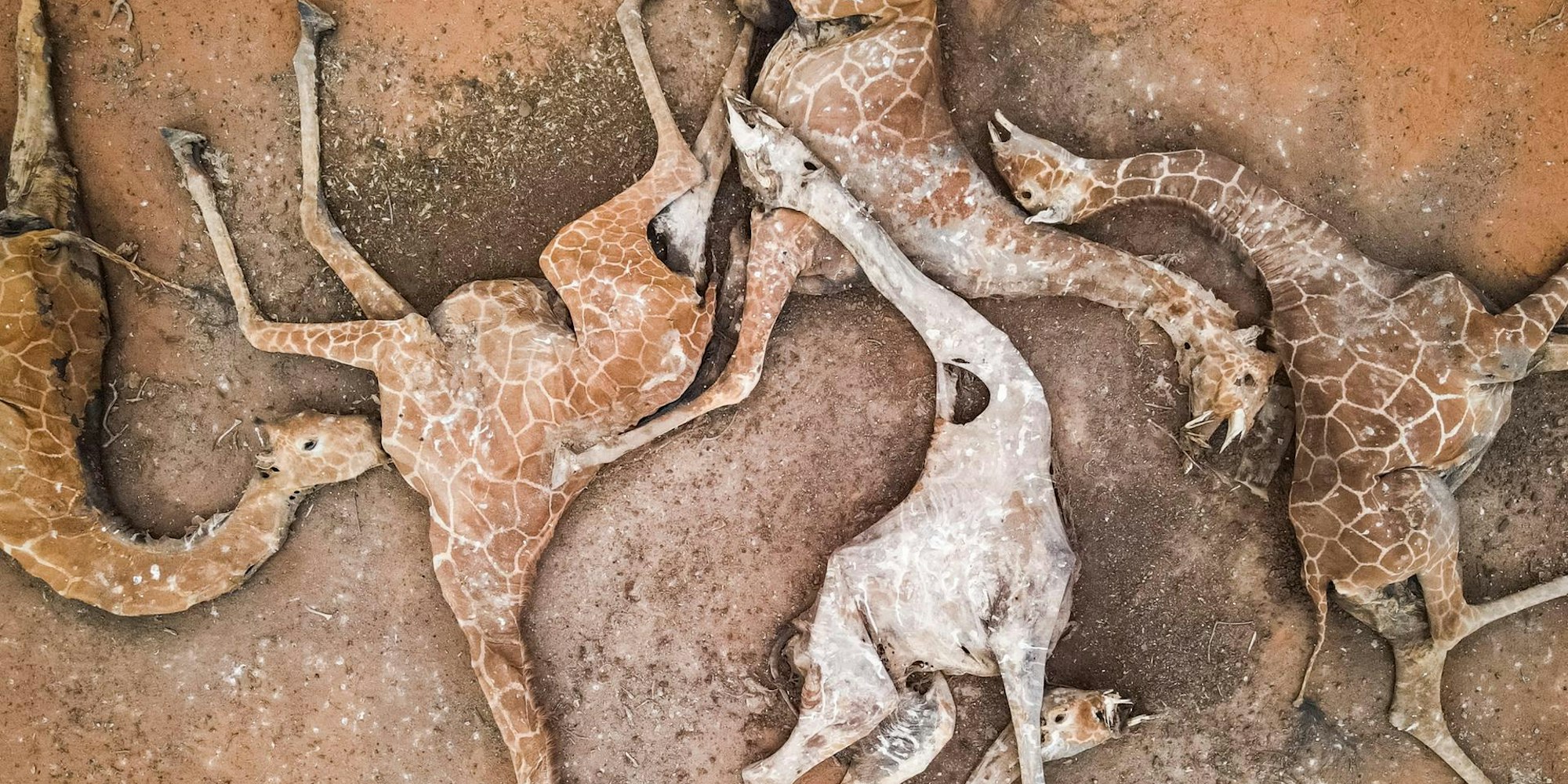 Giraffen Kenia GETTY 151221