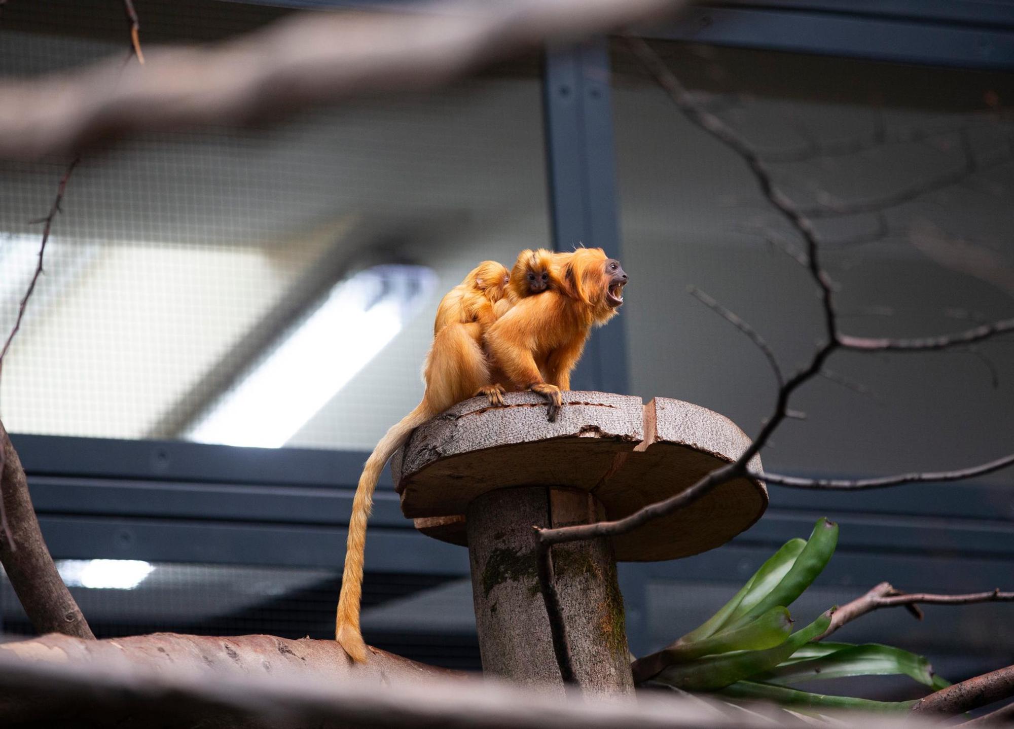 Kölner Zoo Südamerikahaus 2