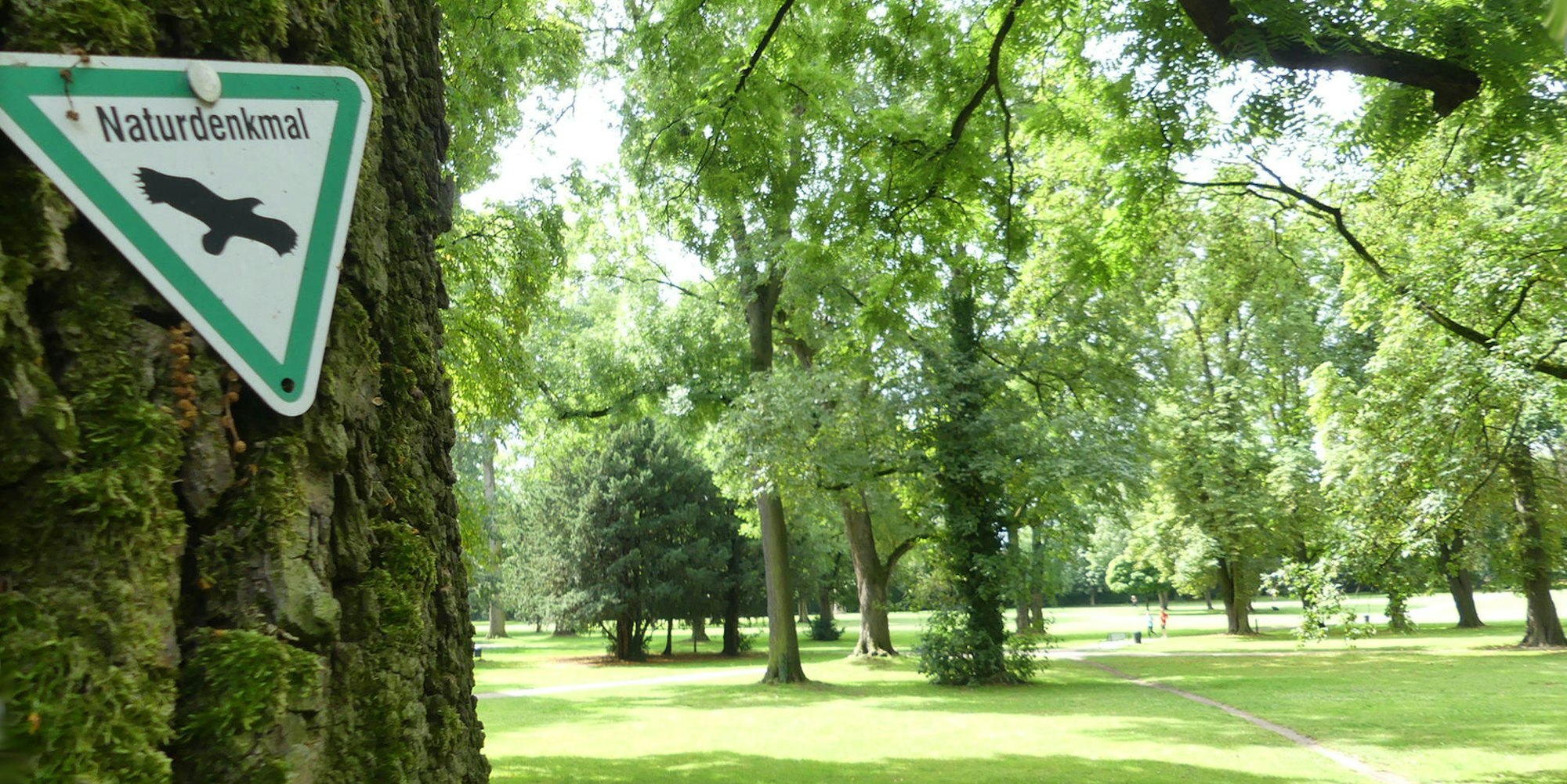 roes-baumdenkmaeler-003