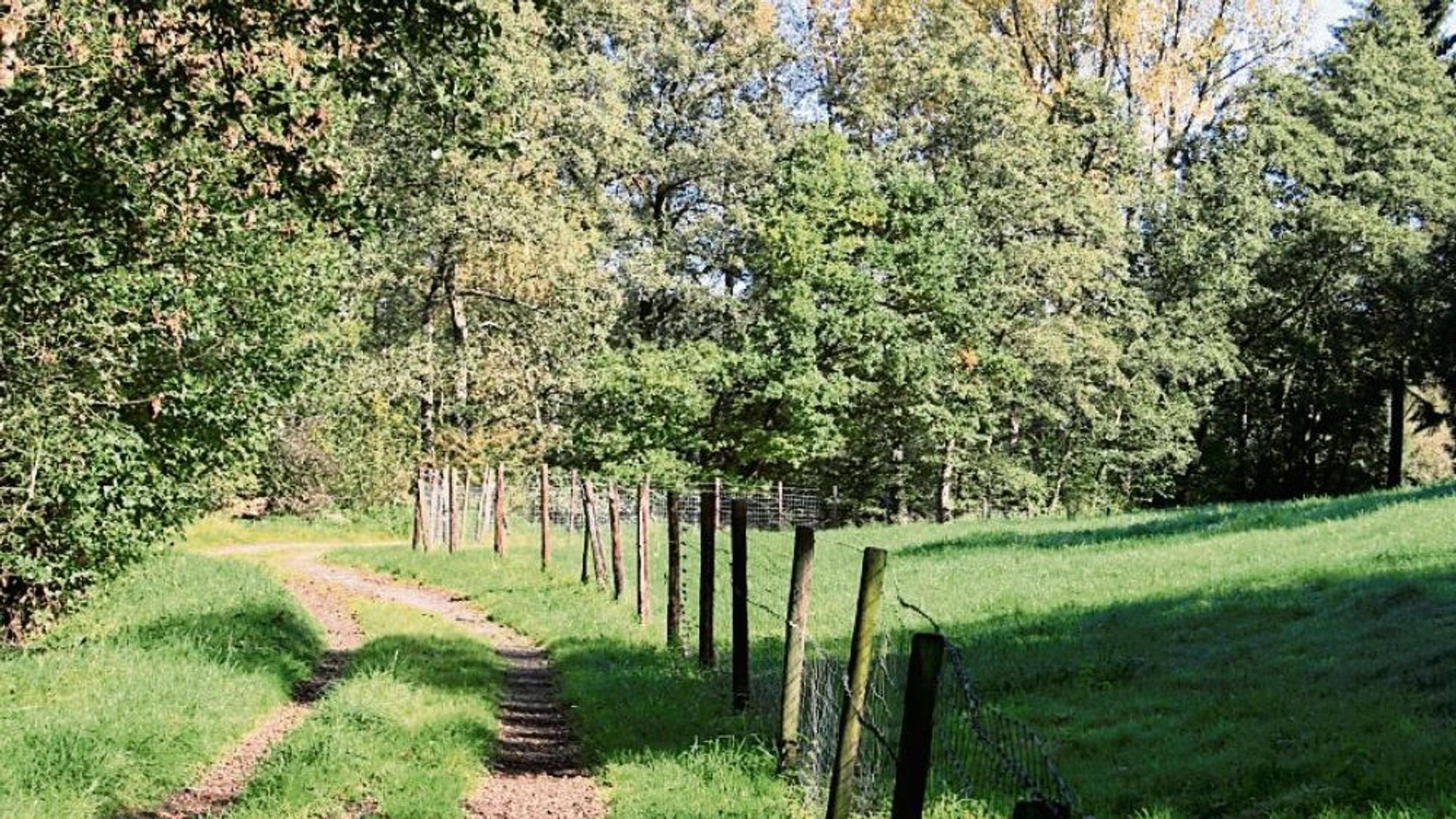 Das Bild zeigt einen Weg, Wiesen und Bäume.