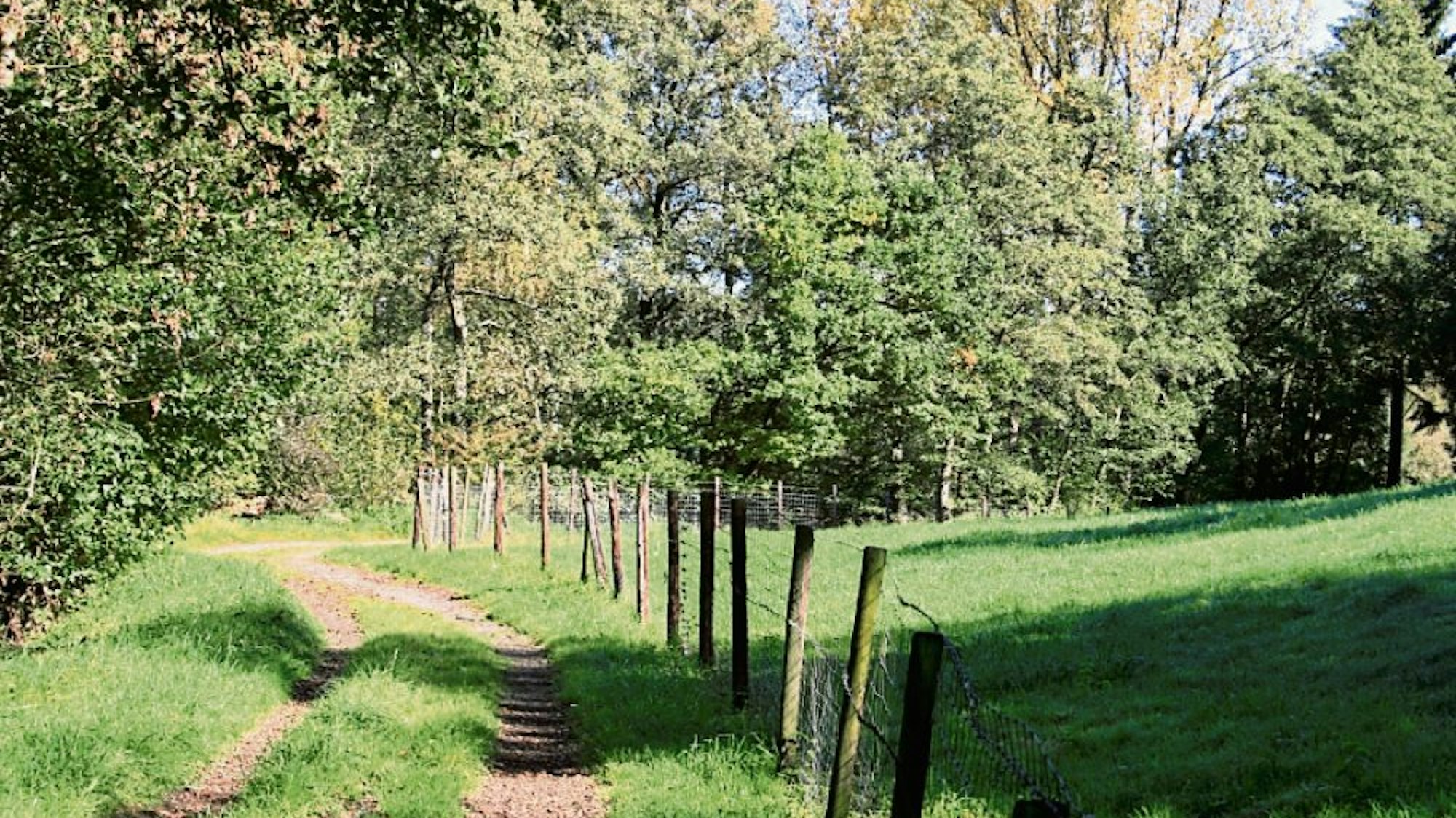 Das Bild zeigt einen Weg, Wiesen und Bäume.