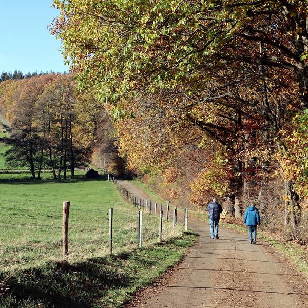 Wanderung Rheinbach Waldweg