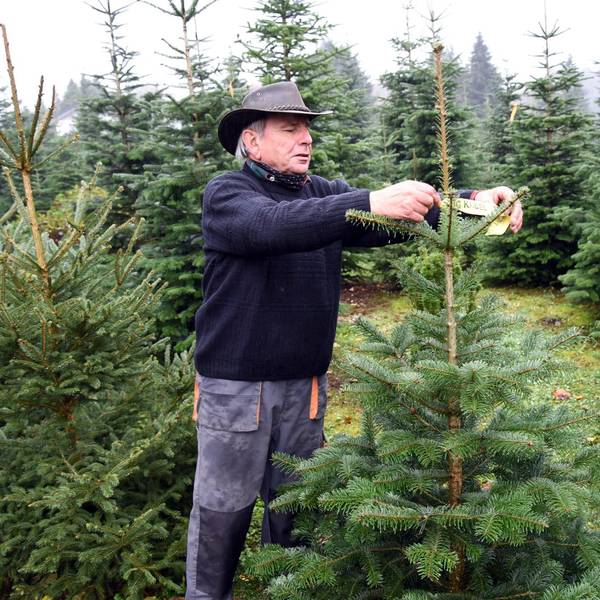 Weihnachtsbaum 1