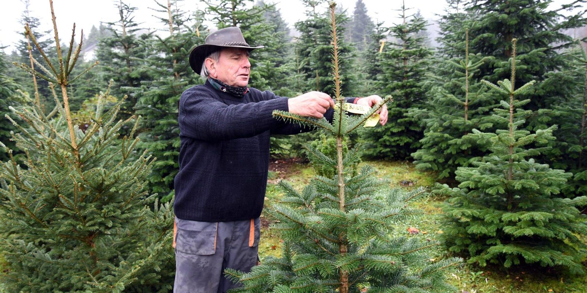 Weihnachtsbaum 1