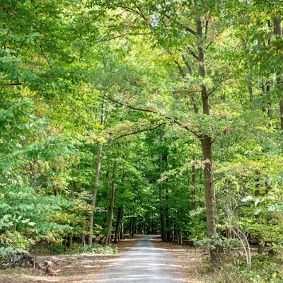 Der Kölner Stadtwald