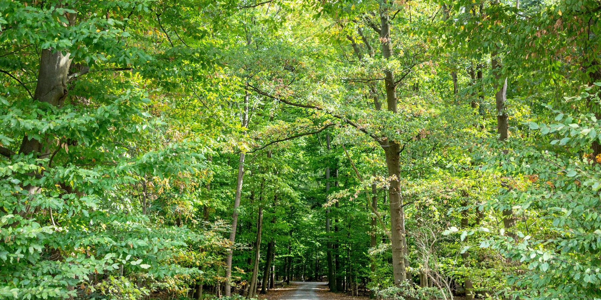 Der Kölner Stadtwald