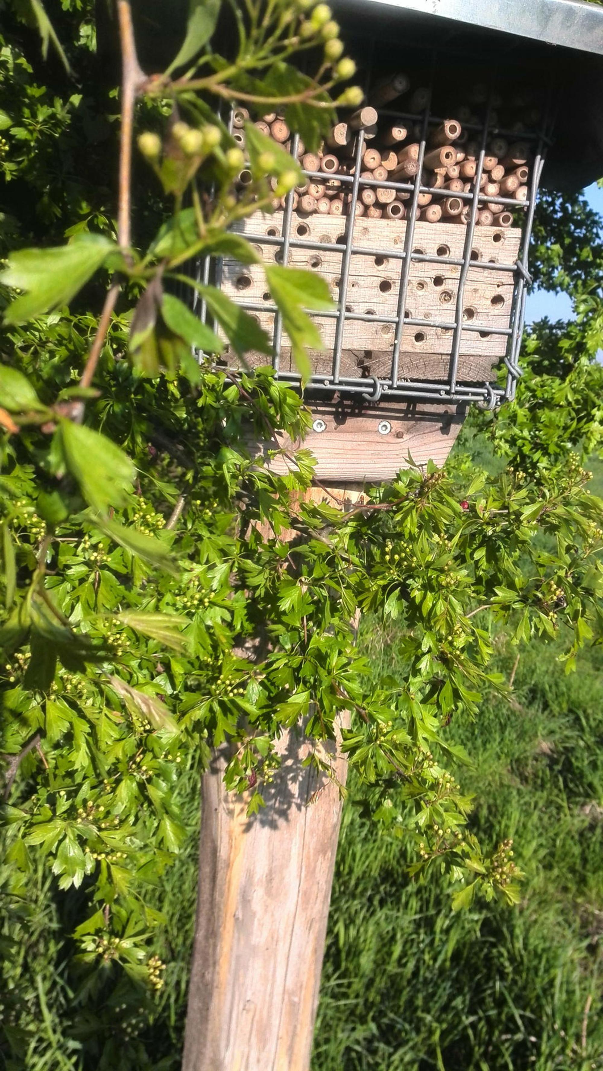 ks_naturschutzbericht_Insektenhaus