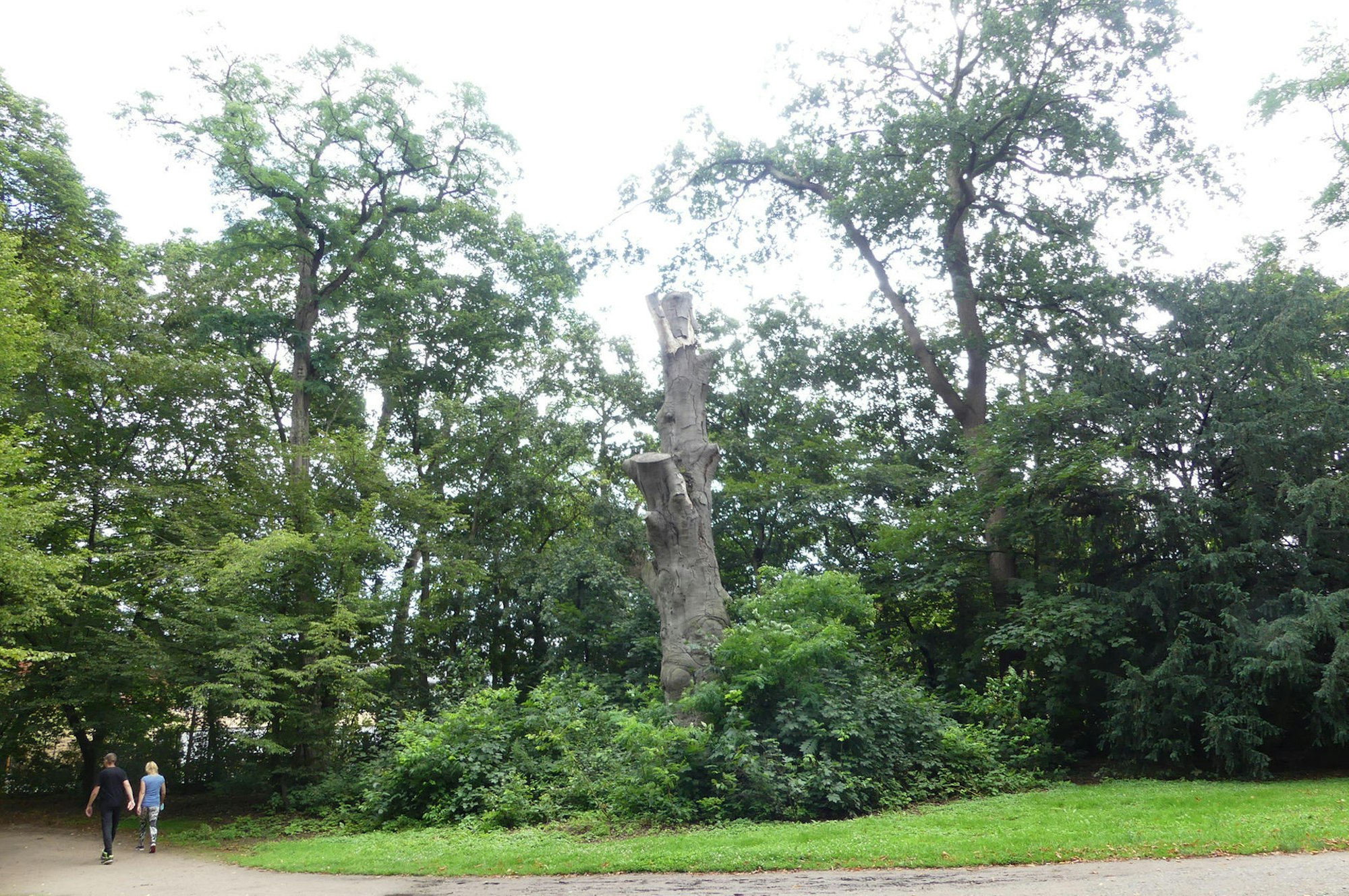 roes-baumdenkmaeler-004