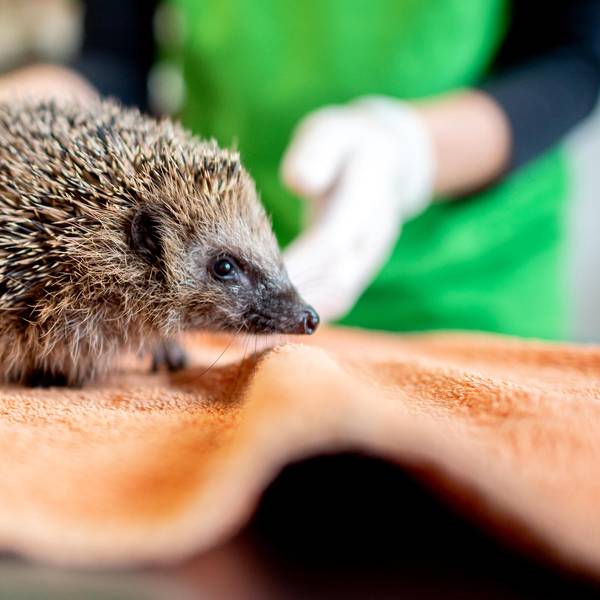 Igel