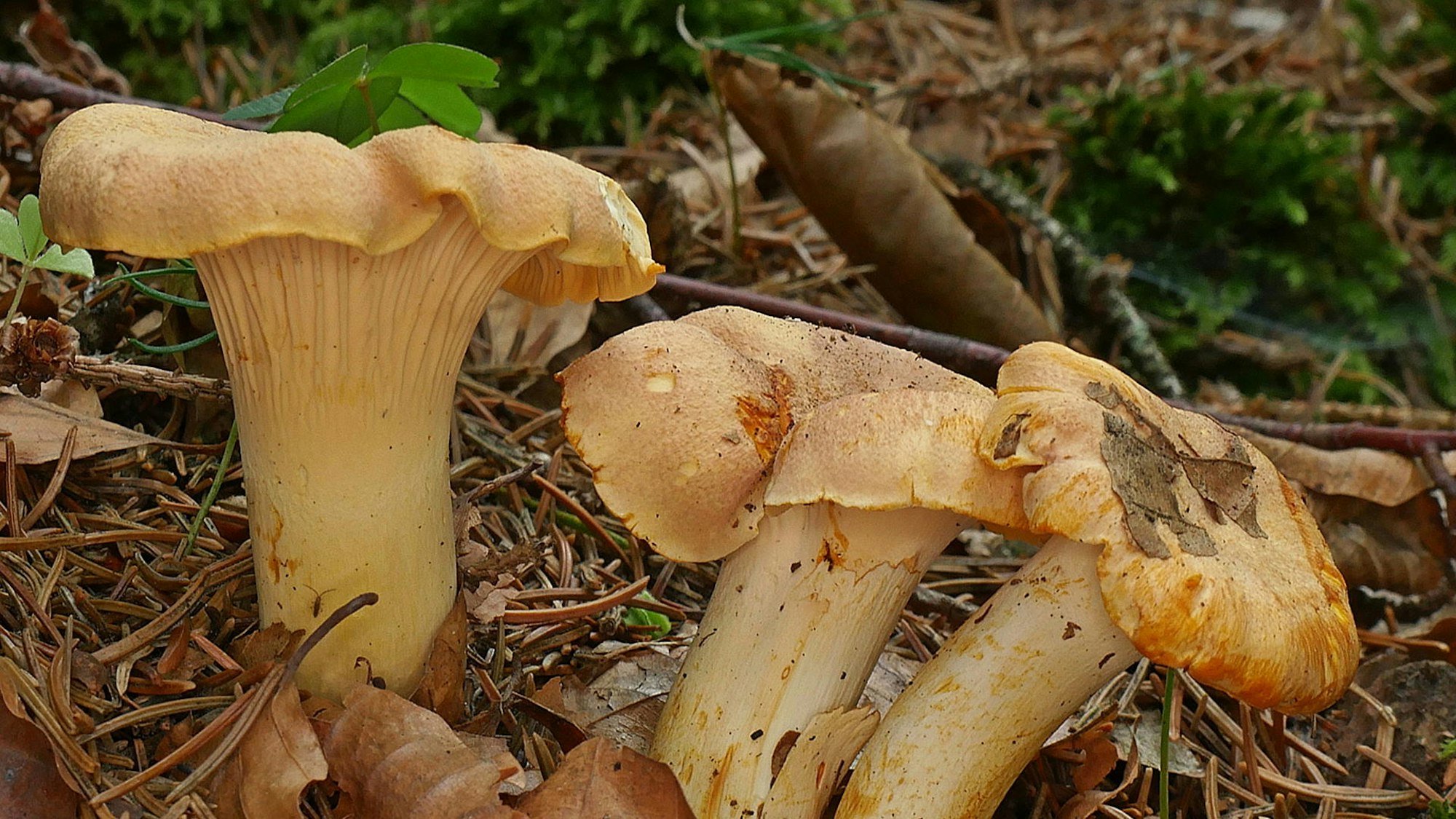 Der gelbliche Pfifferlings-Pilz.