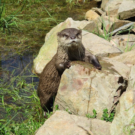 Wildfreigehege Otter1