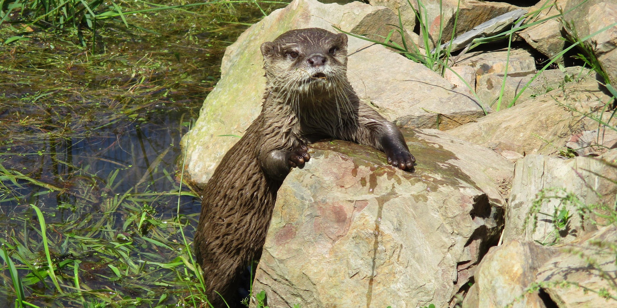 Wildfreigehege Otter1