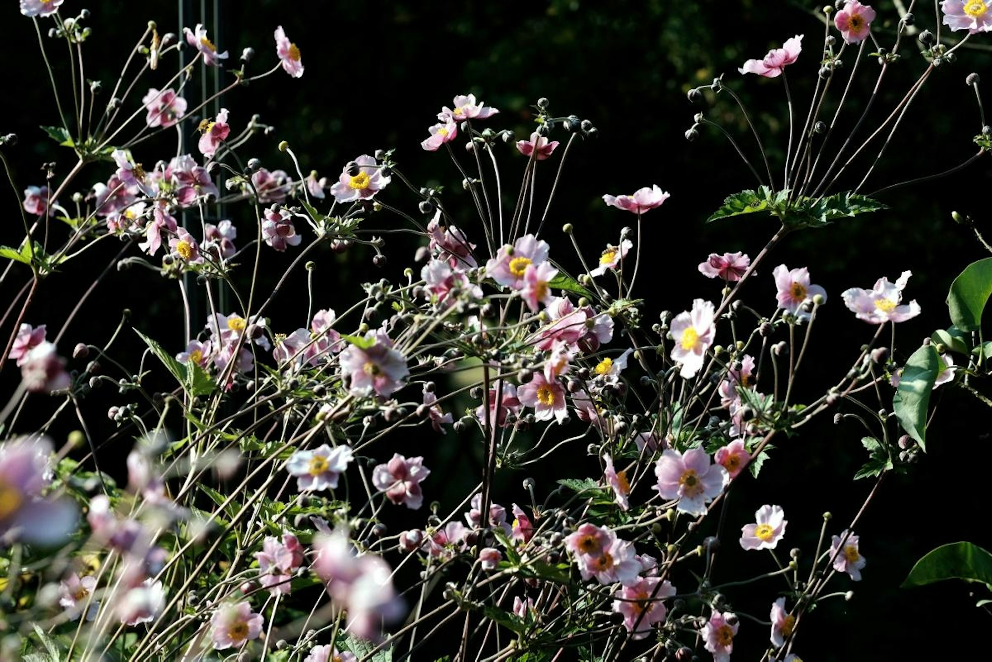 Bild 1 20200810-MAX-gartenkalender-08