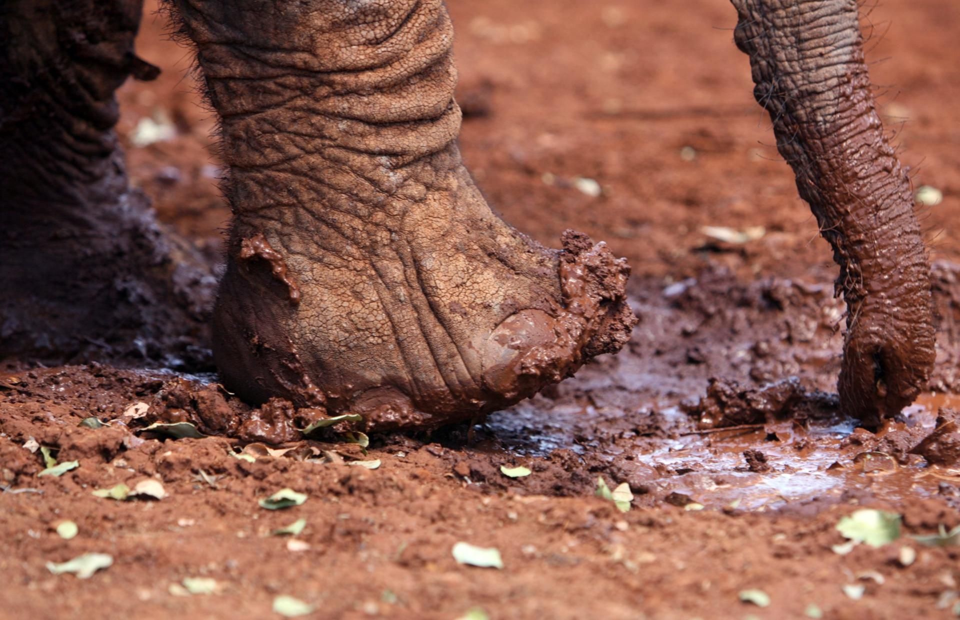 Elefant Nepal