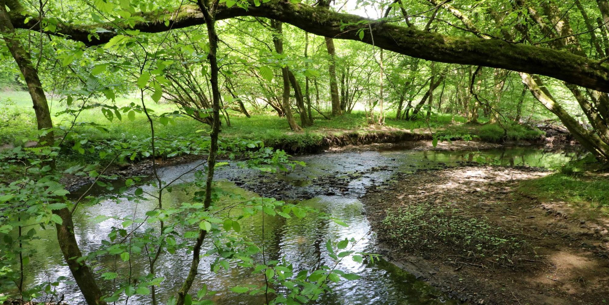 Naafbachtal_9533