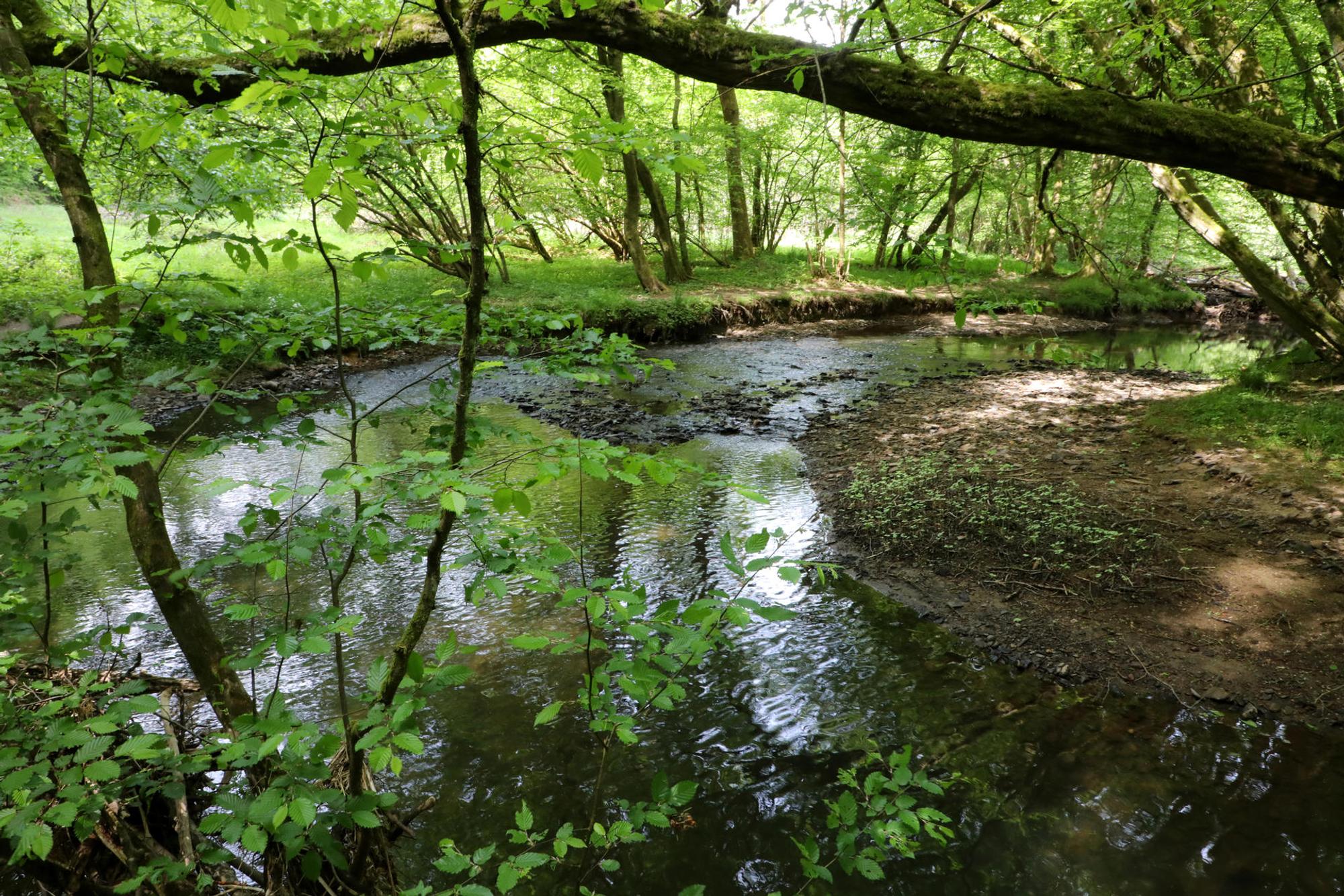 Naafbachtal_9533