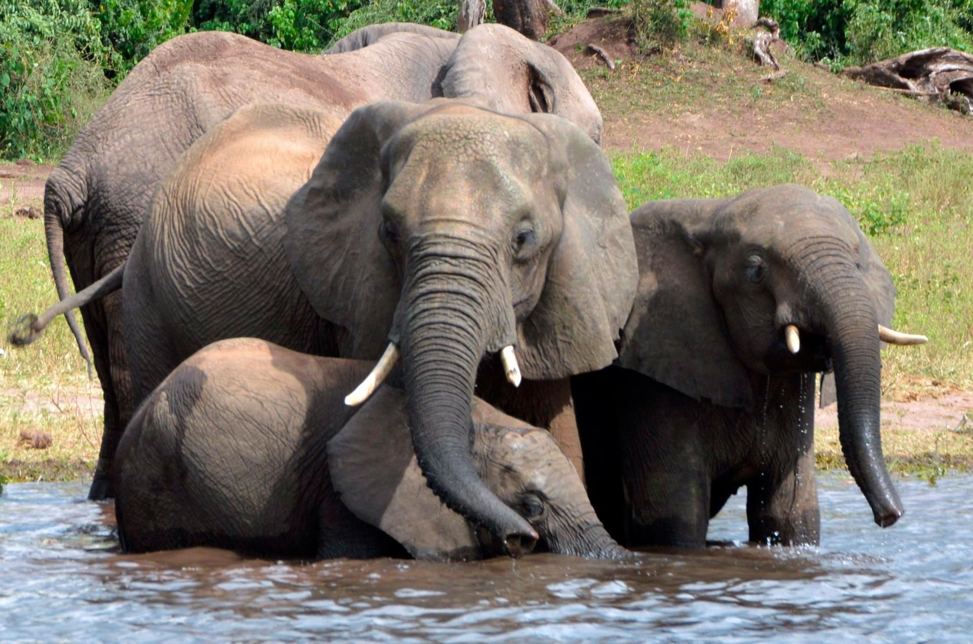 Elefant Botsuana