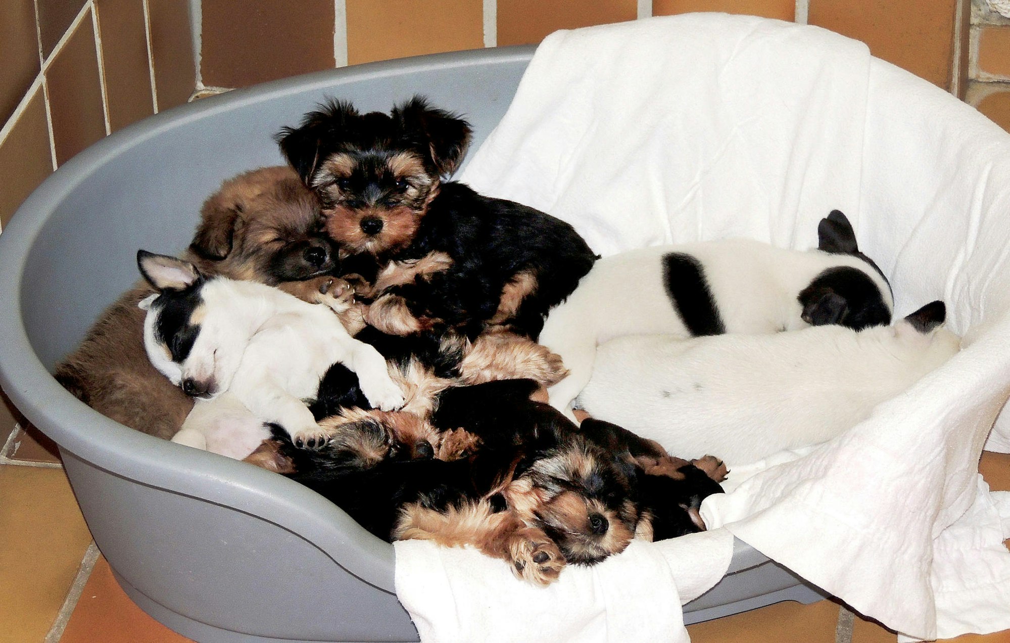 hundewelpen-koerbchen