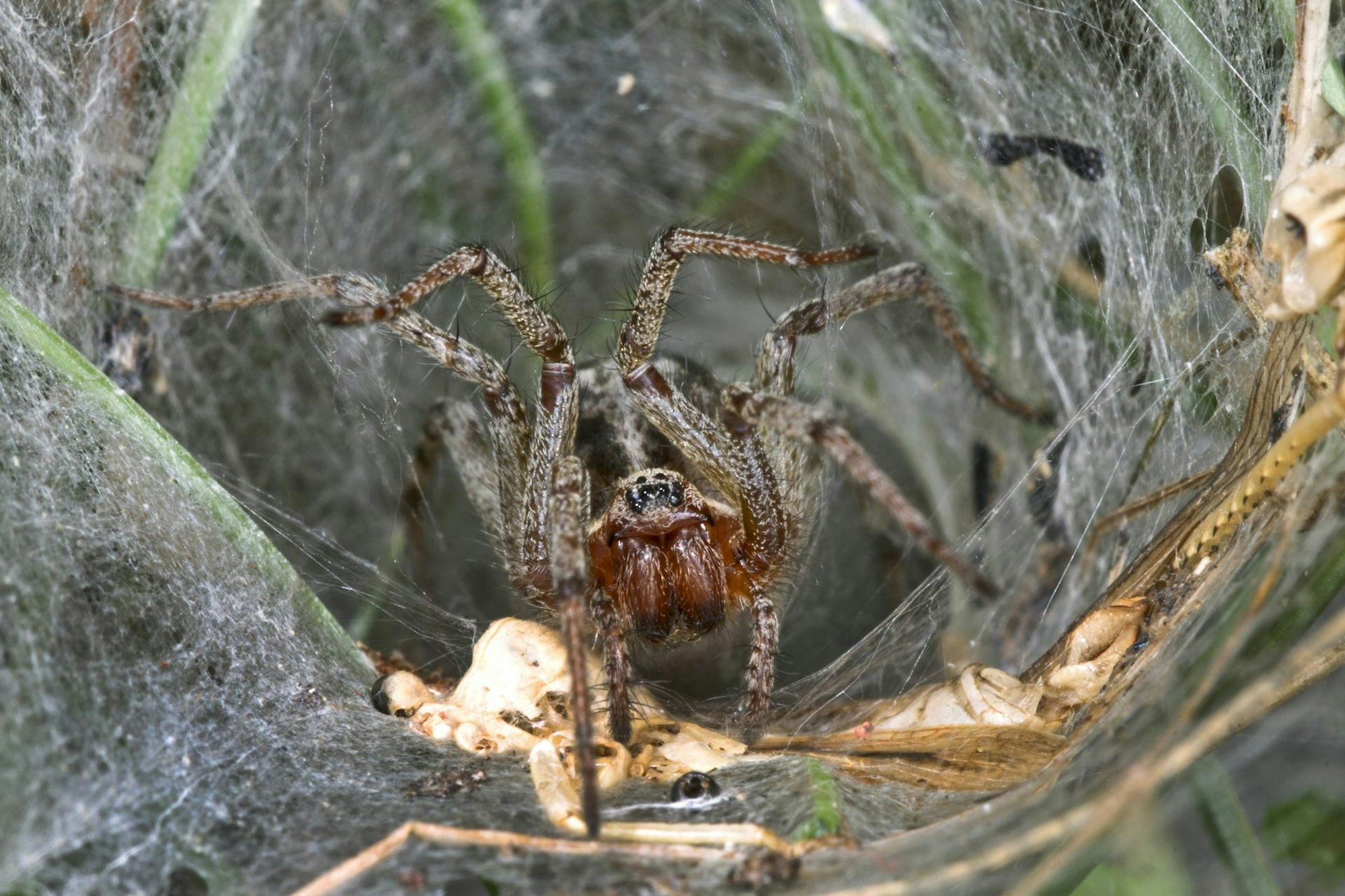 trichternetzspinne