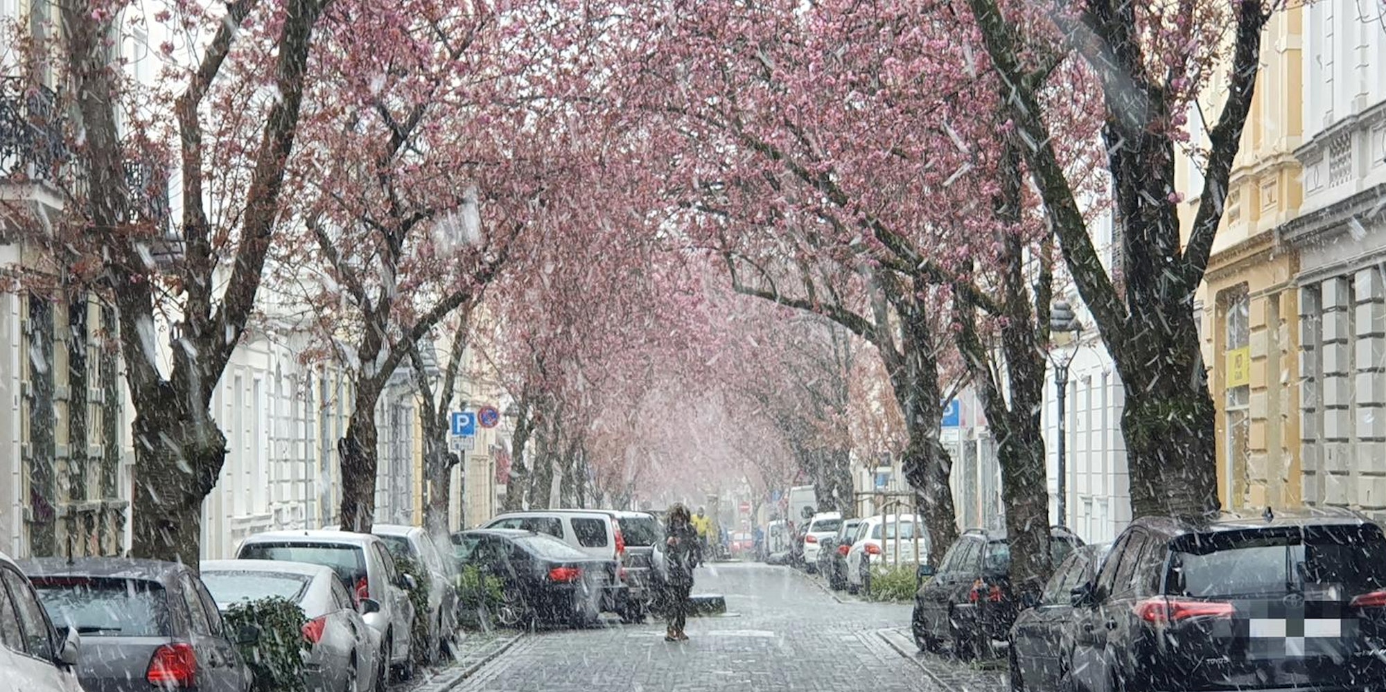 Schneegestoeber_Zierkirsche_Bonn