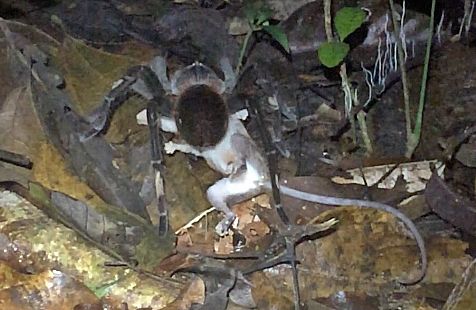 Vogelspinne tötet Beutelratte