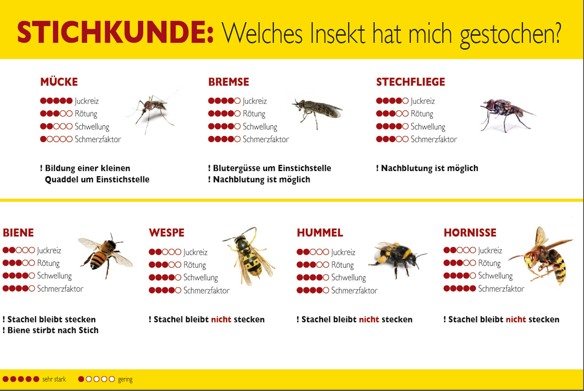 Insektenstich_Übersicht