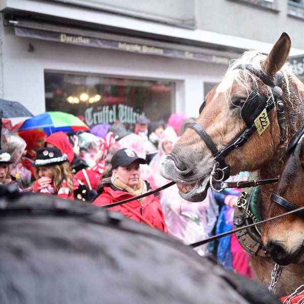 Pferde Rosenmontagszug K