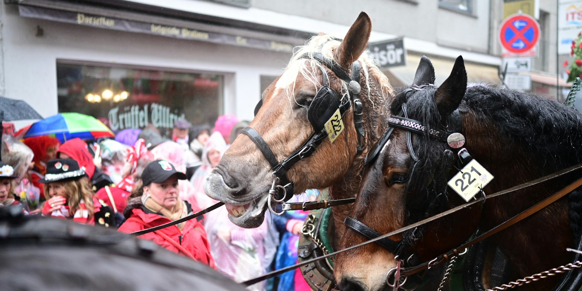 Pferde Rosenmontagszug K