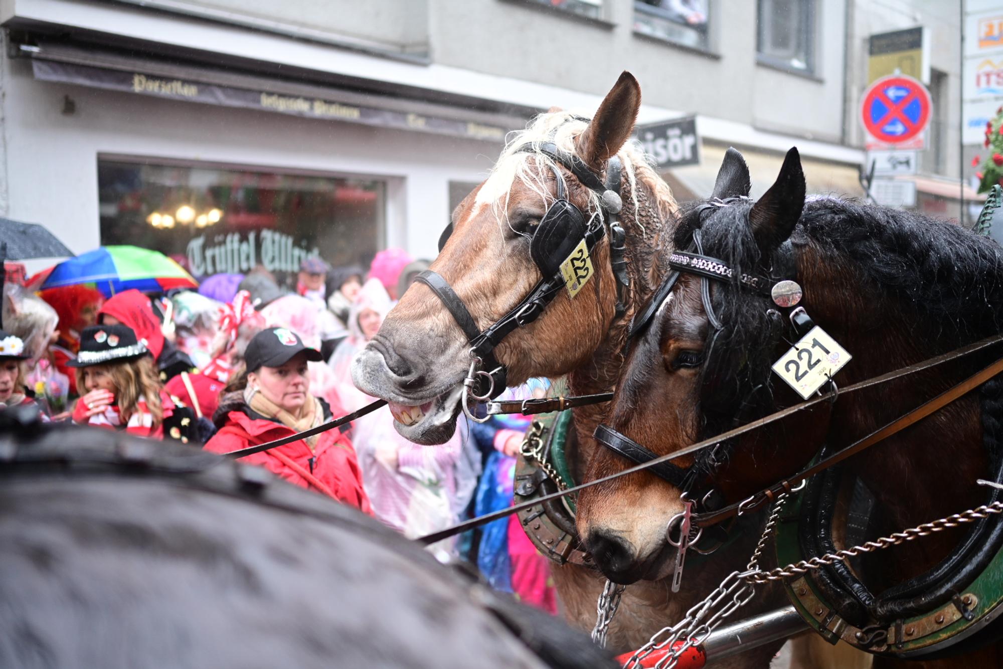 Pferde Rosenmontagszug K