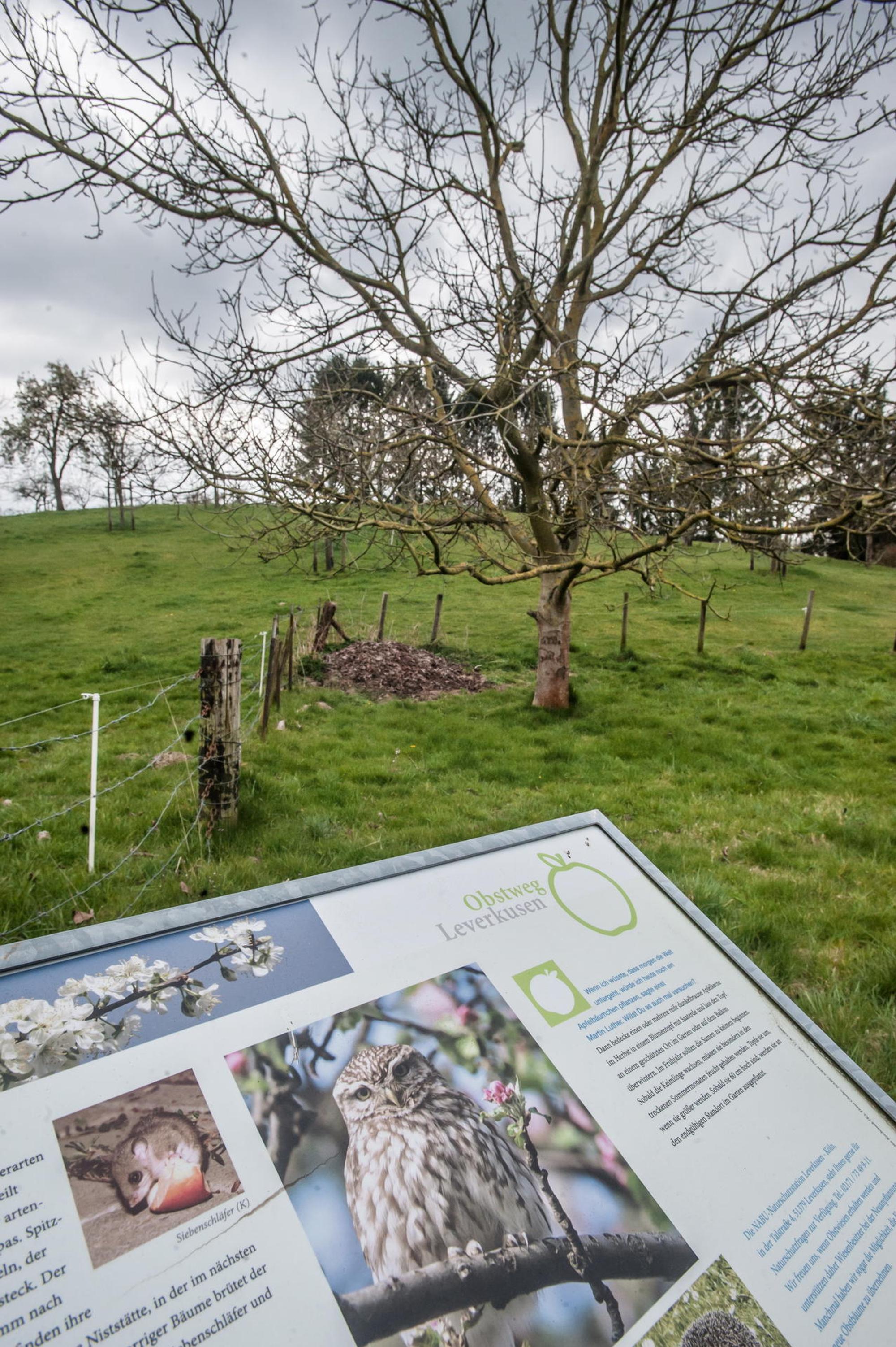 leverkusen-obstweg-ALF_0118