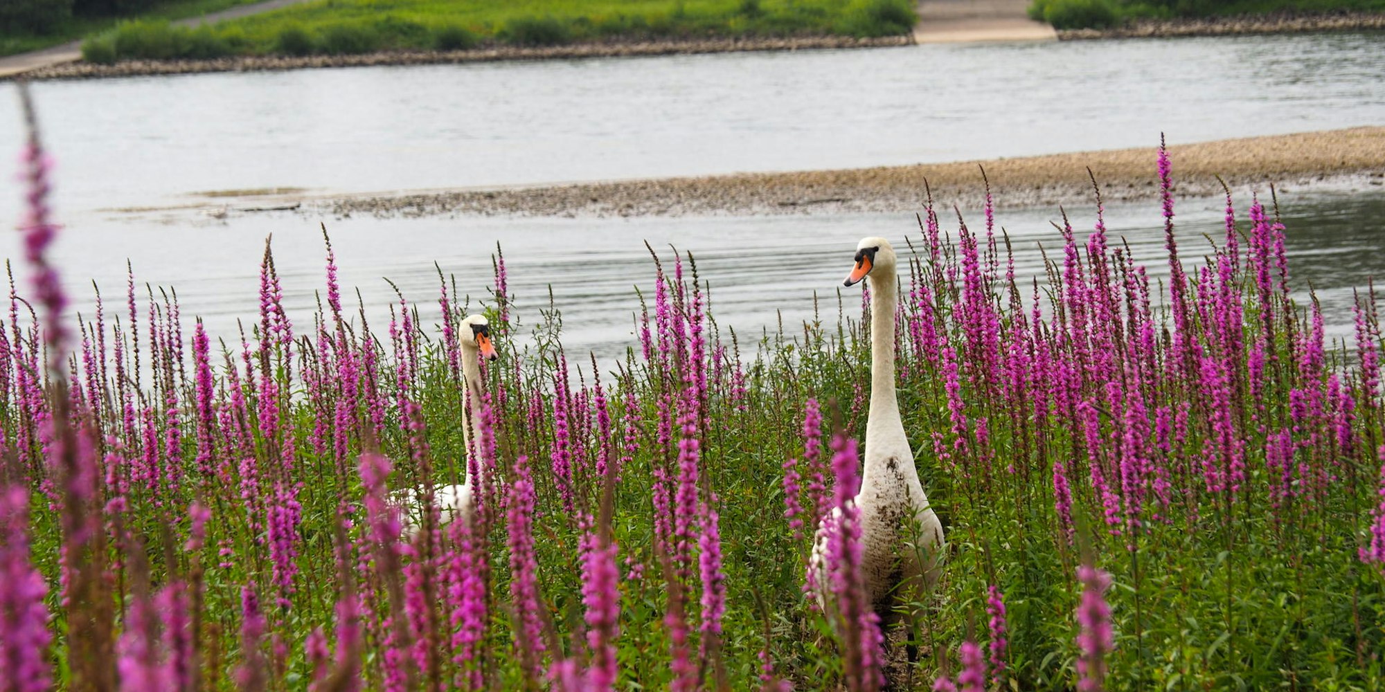 sues Schwan 1 Familie vor drei Jahren Foto Süsser