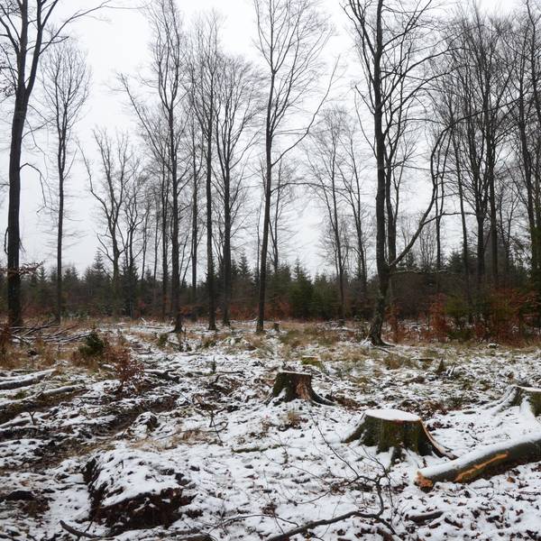 Dahelm wald Storchenhorst Fällungen