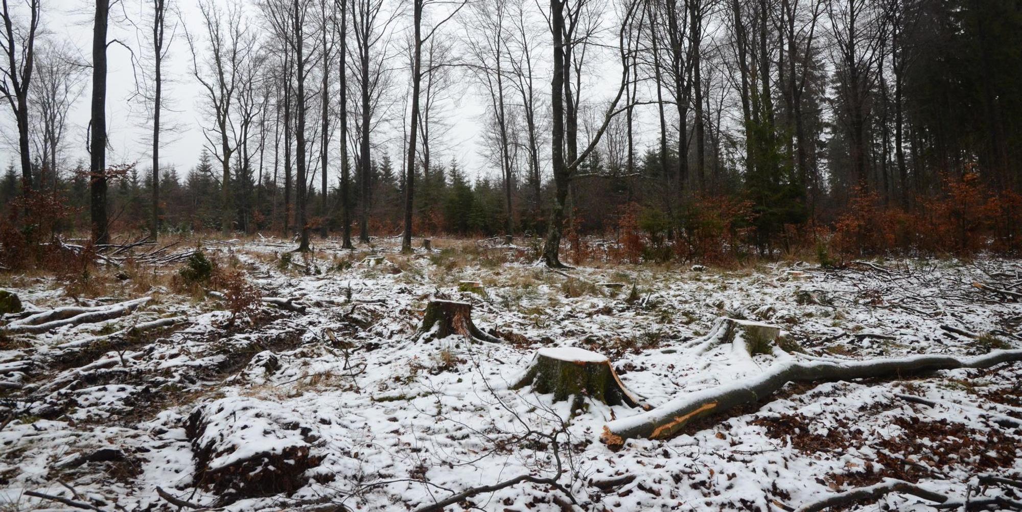Dahelm wald Storchenhorst Fällungen