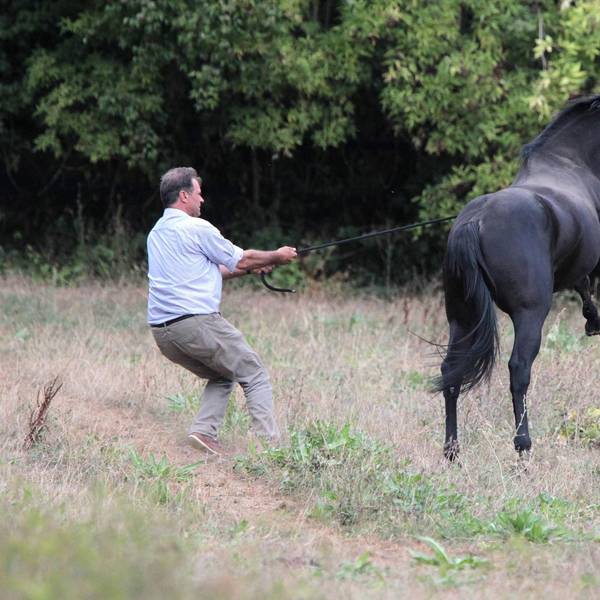 Pferd