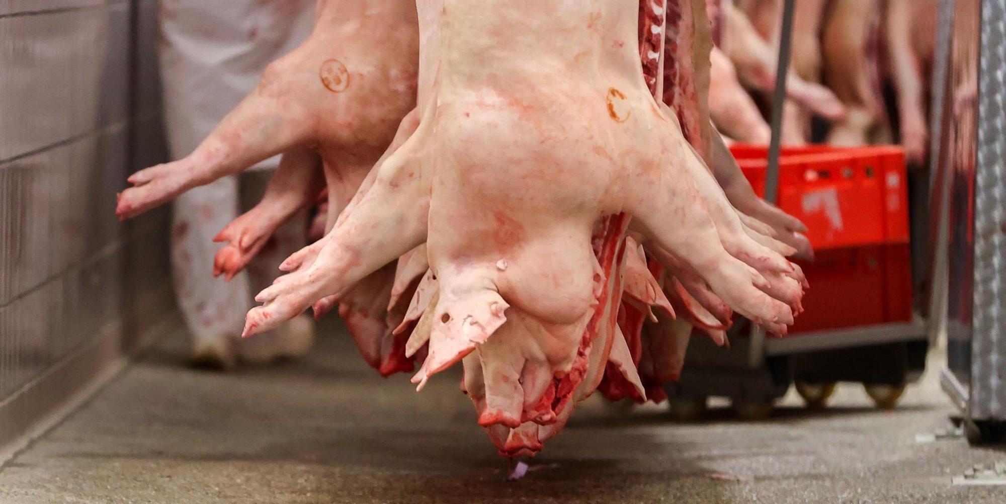 Schweinestau