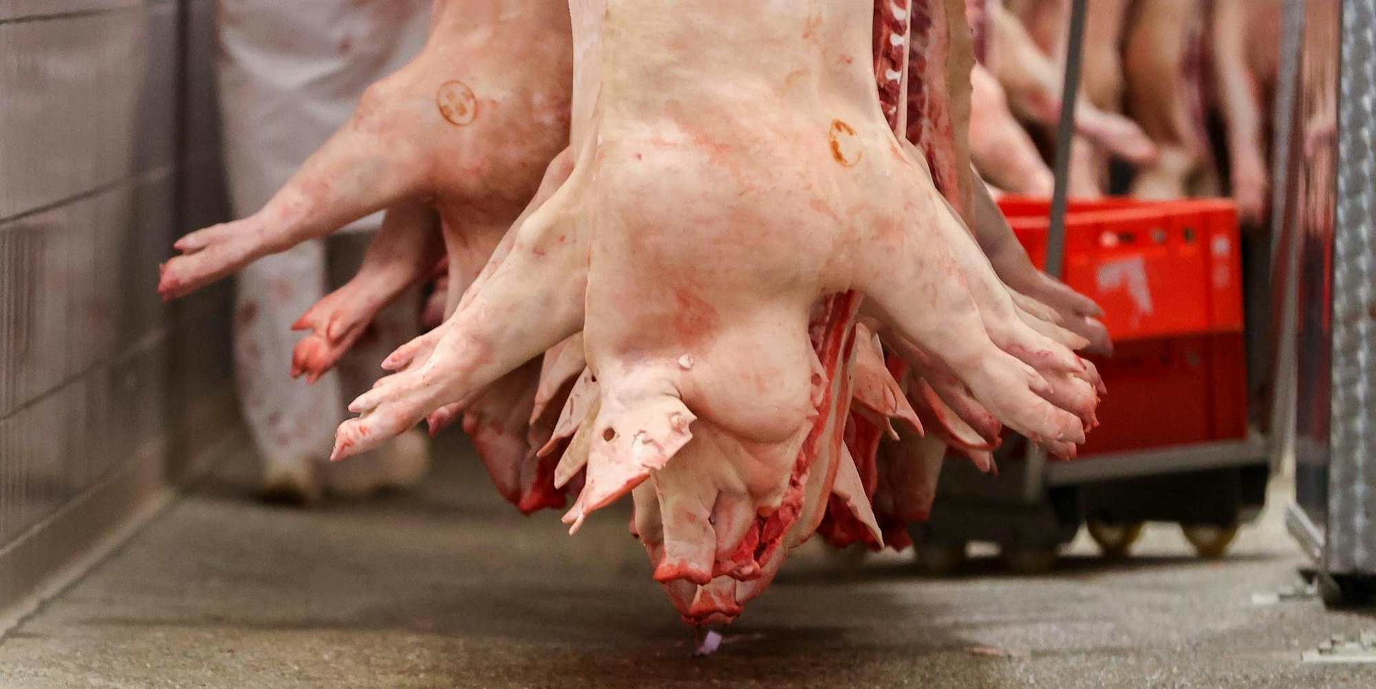Schweinestau