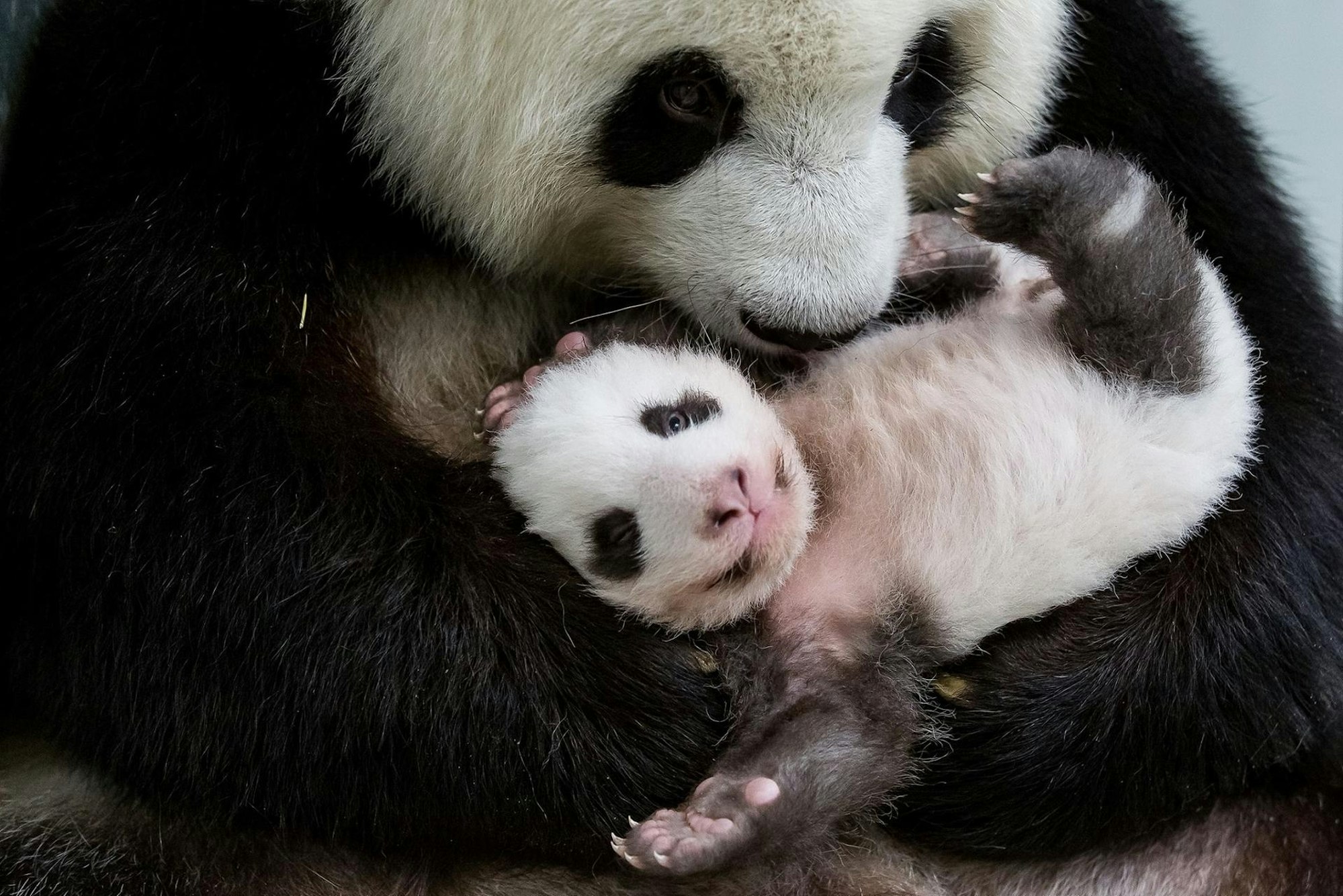 Panda mit Mutter Berlin